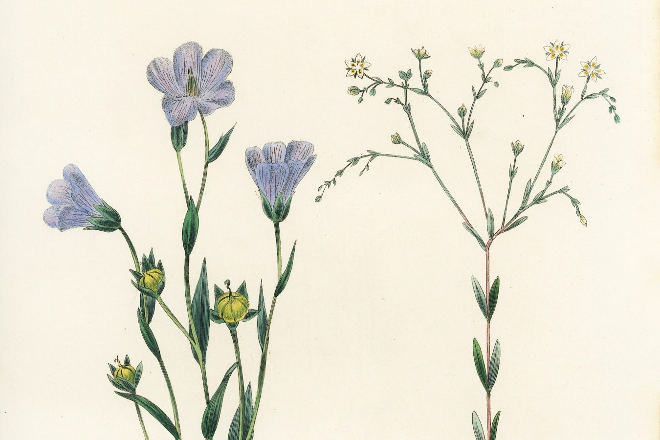 ilustración, dibujo, lino, planta, botánica, Linum Usitatissimum